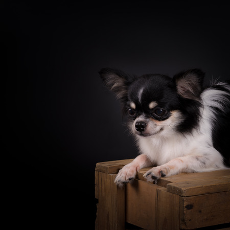 Small black and white Chihuahua lond coat on wooden crete with black backgroundの写真素材