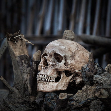 skull on dead treeの写真素材