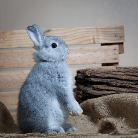 Little rabbit on sack clothの写真素材