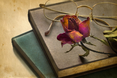 Dry rose on an old book in a vintage styleの写真素材