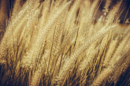Vintage nature backgroundの写真素材