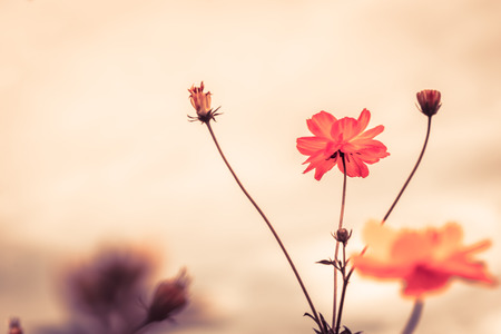 Vintage Cosmos flowers in sunset timeの写真素材