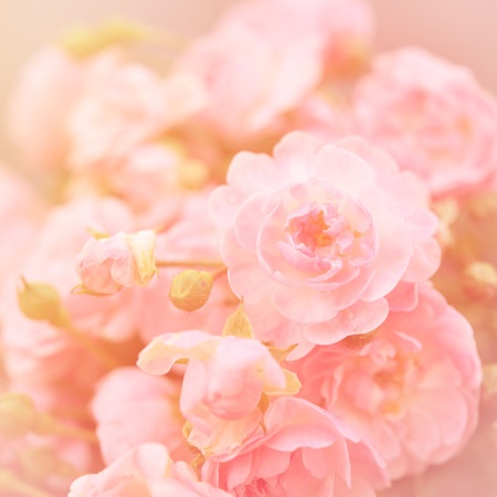 Pink roses bouquet with free space for text, soft focusの写真素材