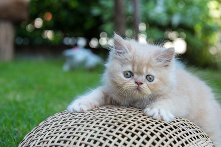 Kitten on wooden basket in green fieldの写真素材