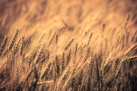 Young wheat field farm backlit by the rising sunの写真素材