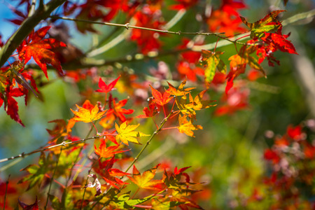 Beautiful Colorful Autumn Leavesの写真素材