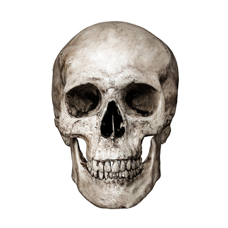 Front side view of human skull on isolated black background with clipping pathの写真素材