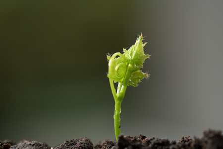 Young plant in the morning light on green blurred nature backgroundの写真素材