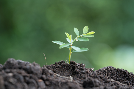 Young plant in the morning light on green blurred nature backgroundの写真素材
