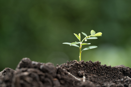Young plant in the morning light on green blurred nature backgroundの写真素材