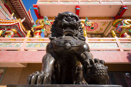 Black lionの写真素材