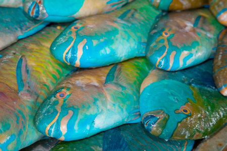 Parrot fish in the Marketの写真素材