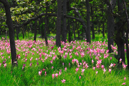 Wild siam tulips blooming in the jungle in Chaiya phoom, Thailand.の写真素材