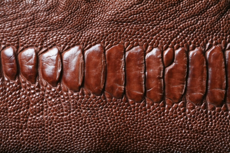 wild crocodile skin pattern in many style.の写真素材