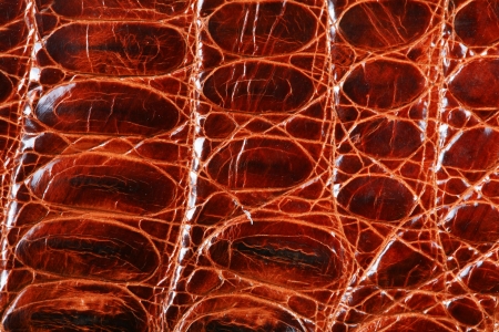 wild crocodile skin pattern in many style.の写真素材