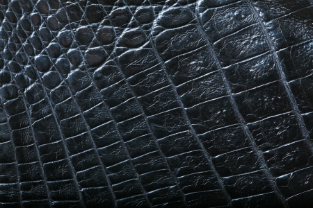 wild crocodile skin pattern in many style.の写真素材