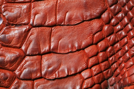 wild crocodile skin pattern in many style.の写真素材