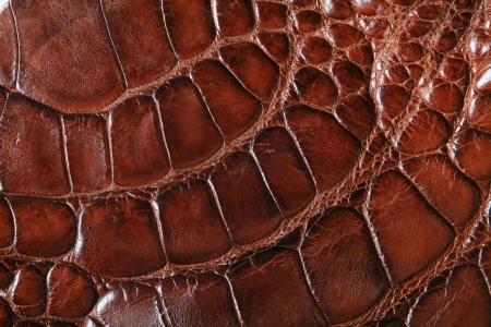 wild crocodile skin pattern in many style.の写真素材