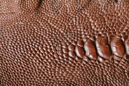 wild crocodile skin pattern in many style.の写真素材