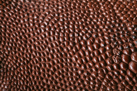 wild crocodile skin pattern in many style.の写真素材