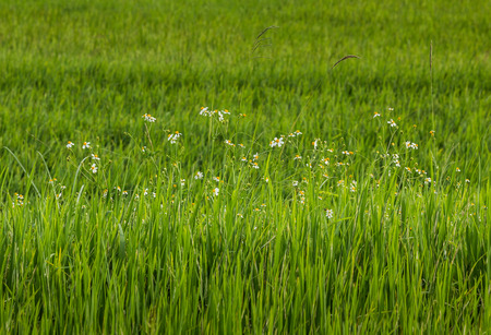 beautiful pictures of nature in Vietnamのeditorial素材