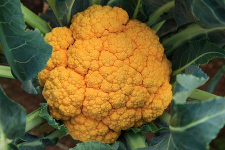 close up nature in many patten styleの写真素材