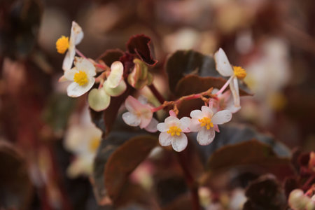 close up nature in many patten styleの写真素材