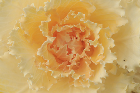 Green garden and colorful flower around the house.の写真素材