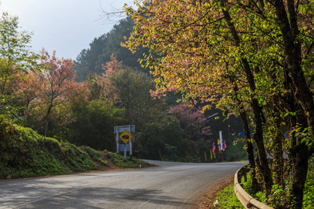 roadside photography nature in many placeの写真素材