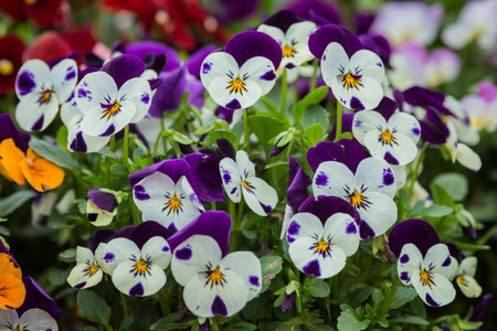 Beautiful color flowers in Japan.