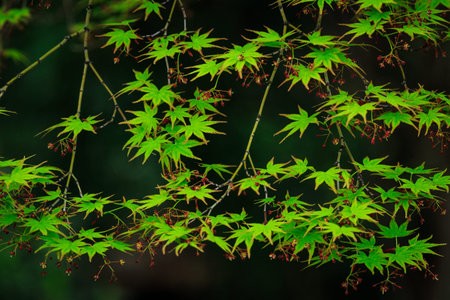 Beautiful green Maple tree in Japan
