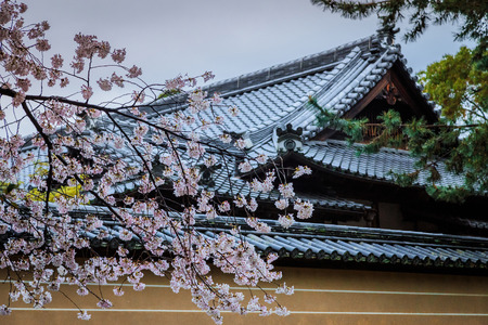 Bloom Pink flowering sakura tree,Japan.のeditorial素材