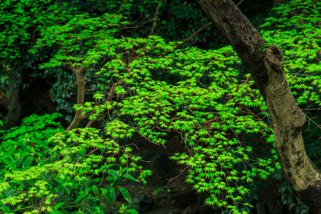 beauty garden scene with green color plants
