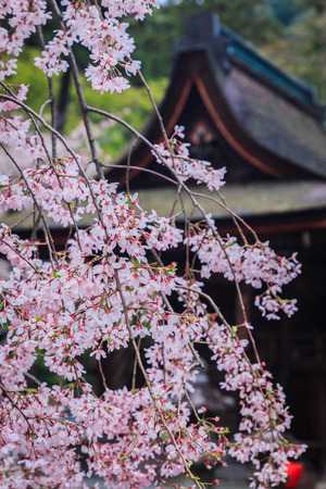 Bloom Pink flowering sakura tree,Japan.の写真素材