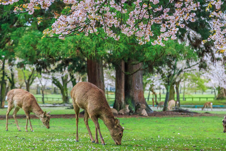 Deer graze beneath the cherry trees,Japan .の写真素材