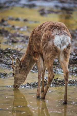 Deer feed water in the garden japaneseの写真素材