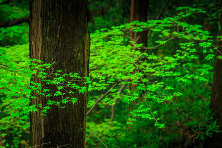 beauty garden scene with green color plantsの写真素材