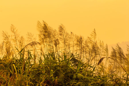 Many of grass lined with beautiful sky.の写真素材