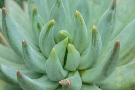 led spine of Cactus in many styeの写真素材
