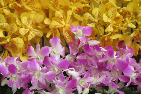 Beautifful flowers yellow-pink,Thailandのeditorial素材