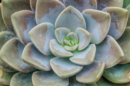 Green cactus with spines arranged in shape.の写真素材
