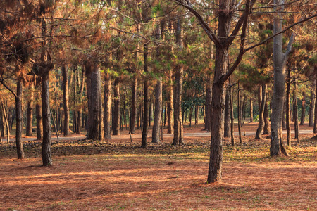 Many pines mixed with beautiful sunshine.の写真素材