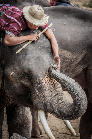 In Thailand, elephants are cute and clever.のeditorial素材