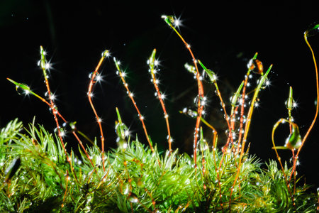 Macro grass in the beautiful water droplets.の写真素材