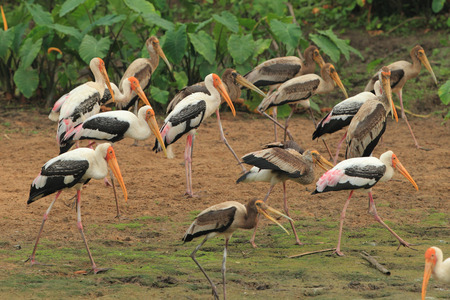 Pelicans in the mouth with a long, beautiful gestures.の写真素材