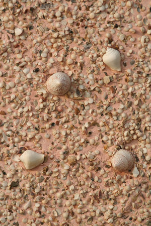 Shells are lined with beautiful