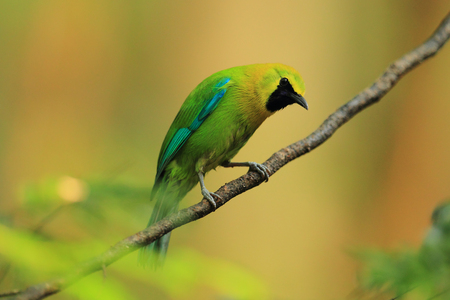 Sunbird is a small and beautiful birds.の写真素材