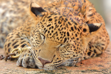 Beautiful Leopard big sleepの写真素材