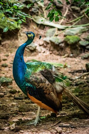 Birds in the forest, colorful, represent fertility. The beauty of natureの写真素材