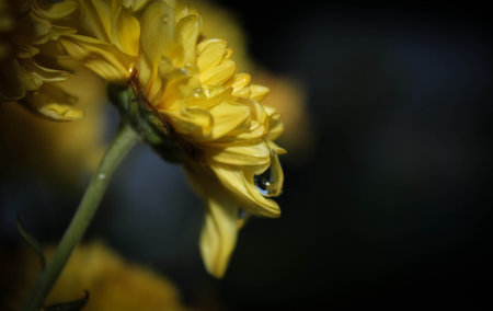 flowerの写真素材